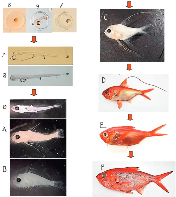 Fig. 7  Beryx splendens developmental series. A）Egg, phase A, egg diameter＝1.0mm, B） 