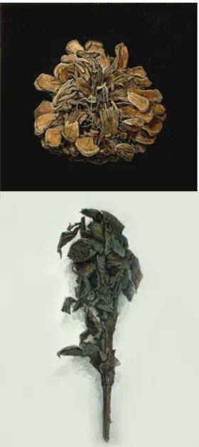 図 22 自 作 ｢植 物 細 密 画 ｣（ 1989 年 ）         第 2 節 ） ス モ ー ル ワ ー ル ド ： 小 さ な も の の 中 に あ る 本 質 見 い だ し 光 を あ て る      第 1 項 、 制 作 初 期 の 細 密 画 か ら 植 物 ド ロ ー イ ン グ         自 身 の 制 作 初 期 と 言 う の は 、 18 歳 か ら 20 歳 の 頃 を 指 し て い る 。 い わ ゆ る 大 学 に 入 る 前の 修 練 の 期 間 で 