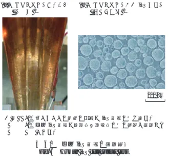 Fig. 7　Confirmation of iPS cell anaplasticity with immunostaining method( a )　浮遊培養中のリアクタ　　   の様子 *1( b )　浮遊培養中のヒトiPS細胞の　　   顕微鏡写真 *2200 µm（注） *1：一つひとつの茶色の粒子がiPS細胞の塊を示す． *2：ヒトiPS細胞が数千個～数万個の塊の状態で培養され  ている．第6図　ヒトiPS細胞の培養試験Fig