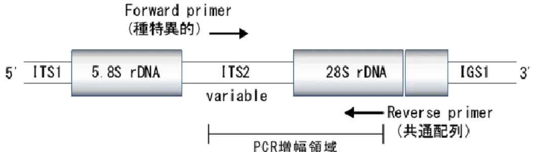 Fig. 2.1  PCR 増幅領域および種特異的プライマー結合位置 