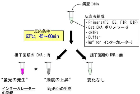 Fig 2.9  LAMP 法を用いた担子菌類の迅速・簡易検出系の構築 