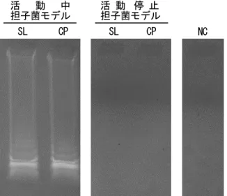 Fig. 3.2  標的遺伝子(18S rDNA)cDNA の RT-LAMP 増幅  凡例）SL: NBRC 8697, CP: NBRC6275 
