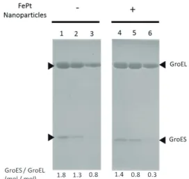 Fig. 4 㻌 整列前の FePt ナノ粒子内包 GroEL/GroES 複合体の TEM 像