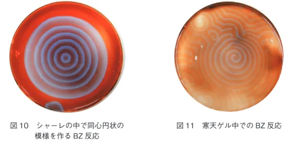 図 10　シャーレの中で同心円状の 模様を作る BZ 反応 図 11　寒天ゲル中での BZ 反応 　残念な事に寒天ゲル中での反応は遅く，みるみる模様が変わるというわけにはいかな かったが，興味のある来場者の中には時間をおいて，その度ごとに違う人を連れて何度も 見にきてくれた人もいた．寒天ゲル中では寒天層にわずかなずれがあるのかほとんどの場 合，同心円状というより渦巻状に模様が広がっていくのは興味ある現象である．少しでも 早く BZ 反応を起こして興味深い反応としてみてもらえるように，マロン酸の割合（C 溶 