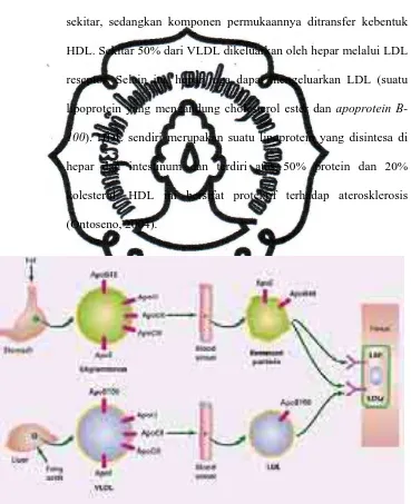 Gambar 2. Metabolisme Trigliserida (Rosetti and Goldberg, 2002) 