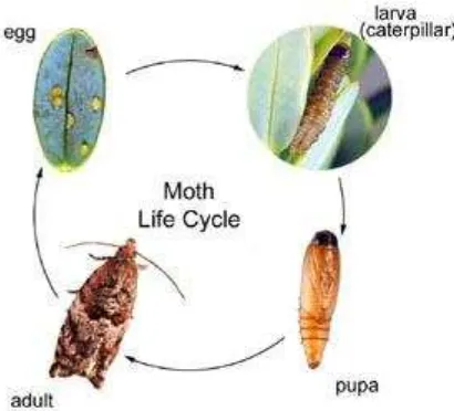 Gambar 7. Siklus hidup ngengat (Agrotis) penyerang tanaman stroberi   