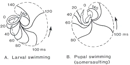 Fig. 1.(A) Successive proﬁles of the body of C. plumosus larva dur-ing a complete swimming cycle