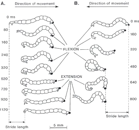 Fig. 3.(A) Proﬁles of the body of a C. plumosus larva during suc-cessive 40-ms intervals of a complete swimming cycle in a highlyviscous medium