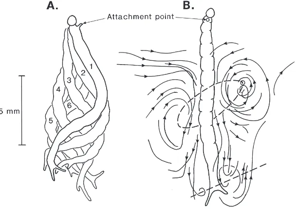 Table 1Kinematic parameters of larval and pupal locomotion of