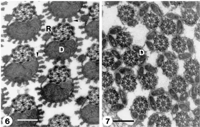 Fig. 6.Transverse section through an intra-testicular eupyrene bundle showing lacinate appendages (arrows) made of stacks of parallel lamellaemitochondrial derivatives
