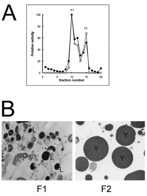 Fig. 8.Subcellular fractionation of Musca domestica S10 oocytes. A:Cellular content of S10 oocyte was submitted to sucrose gradient ultra-centrifugation