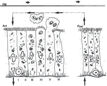 Fig. 8.Models for secretory processes and water ﬂuxes inenzymes are at ﬁrst packed into secretory vesicles that fuse one with another as they migrate to the cell apex (III and IV)