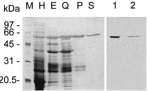 Fig. 2.Silver-stained (lanes M–Q2) SDS–PAGE (12% gel) andM,immunoblotting (lanes 1 and 2) of T