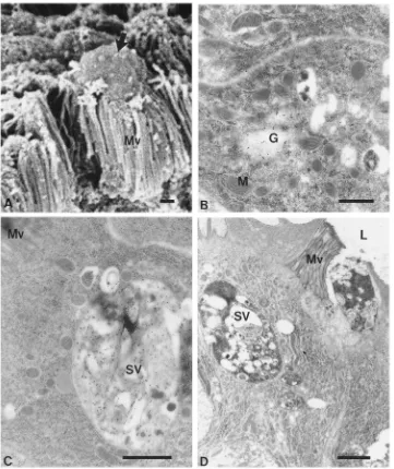 Fig. 6.Scanning electron microscopy (A) and immunocytochemical localization of amylase (B–D) in anterior midgut cells
