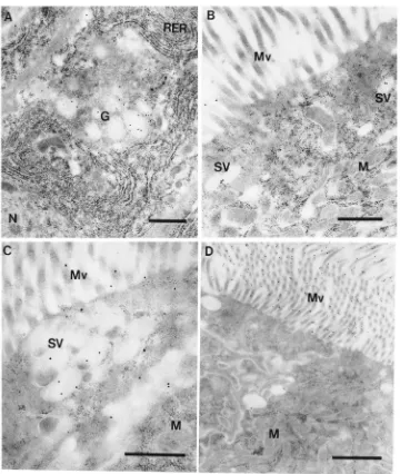 Fig. 7.Immunocytochemical localization of trypsin and amylase in posterior midgut cells