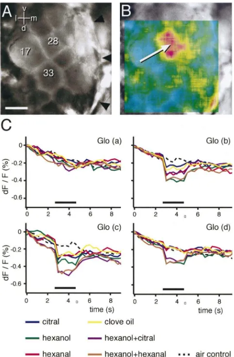 Fig. 1.Imaging voltage-sensitive dyes in the AL of the honeybee.Optical recording of odour-evoked responses in the antennal lobe of thehoneybee using voltage-sensitive dyes