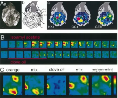 Fig. 2.Calcium imaging of odour-evoked activity in the honeybee AL. Optical recording of odour-evoked responses in the antennal lobe of theorangecould not be physiologically mapped