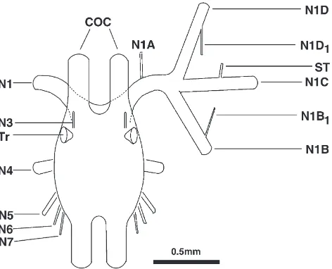 Fig. 1.Schematic dorsal view of the SOG with its peripheral nervesand primary arborisations of the mandibular nerve