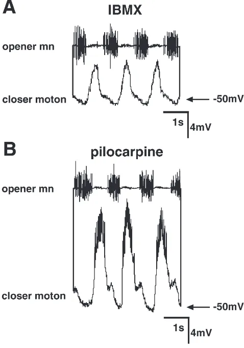 Fig. 3.Mandibular closer motoneurones receive less synaptic inputduring the IBMX-induced motor pattern