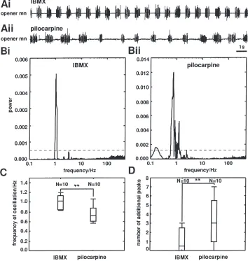 Fig. 4.The IBMX-induced motor pattern is signiﬁcantly faster and more regular than the pilocarpine-induced pattern