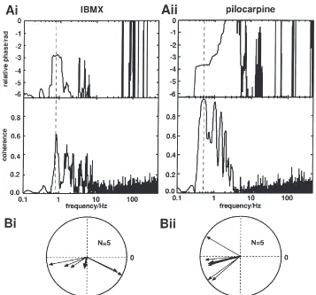 Fig. 6.Coherency of left and right mandibular opener motor activity. (A): Representative traces from preparations treated with IBMX (Ai) andpilocarpine (Aii)