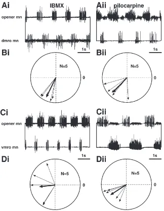 Fig. 7.Coherency of muscle receptor organ and mandibular opener motor activity. Dorsal muscle receptor organ (dmro): (A): Representativetraces from preparations treated with IBMX (Ai) and pilocarpine (Aii)