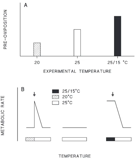 Fig. 3.Schematic description of the relationship between oxygenoviposition period, decrease in oxygen consumption rate after transferfrom 25/15gen consumption rate at experimental temperatures and after transferto 25oxygen consumption rate after transfer f