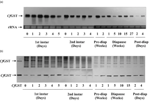 Fig. 1.Developmental expression ofindicating equal loading of total RNA. (b) The top panel shows the 15% SDS–PAGE gel stained with Coomassie Blue R-250