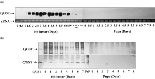 Fig. 2.Developmental expression of CfGST mRNA and protein in 3rd, 4th and 5th instar larvae of C