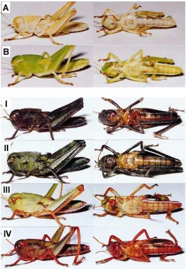 Fig. 3.Photographs showing typical body colors expressed by albino nymphs ofwith [His L