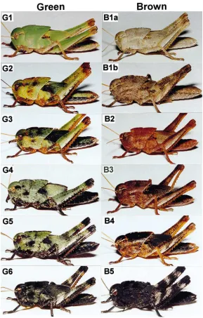Fig. 4.Photographs showing various body colors expressed by ﬁeld-collected green (right, G1–6) and brown (left, B1a–5) solitary nymphs of L.migratoria after injection of [His7]-corazonin