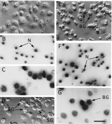 Fig. 1.Plasmatocyte-conditioned medium induces apoptosis of granular cells. (A) Hoffman modulation contrast image of spread granular cellsin unconditioned Ex-Cell 400 medium