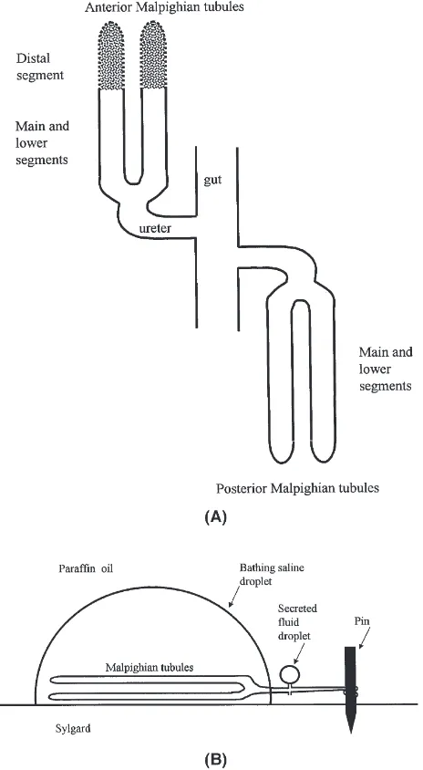 Fig. 1.(A) Schematic diagram showing the segments of anterior andposterior Malpighian tubules