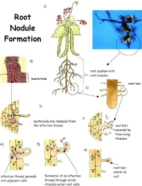 Gambar 1. Mekanisme pembentukan nodul akar (Burdass, 2002) 