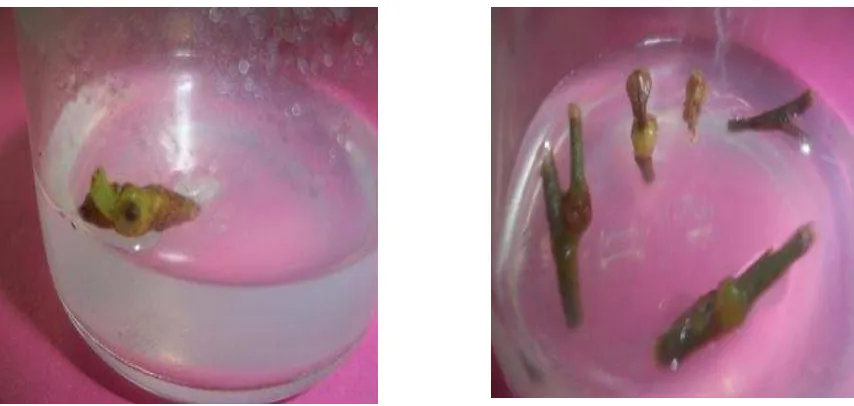 Gambar 1. Pertumbuhan eksplan nodia durian secara in vitro dengan penggunaan media MS+2 ppm BAP pada 8 minggu setelah tanam (kiri) dan MS+4 ppm BAP (kanan) pada 4 minggu setelah tanam