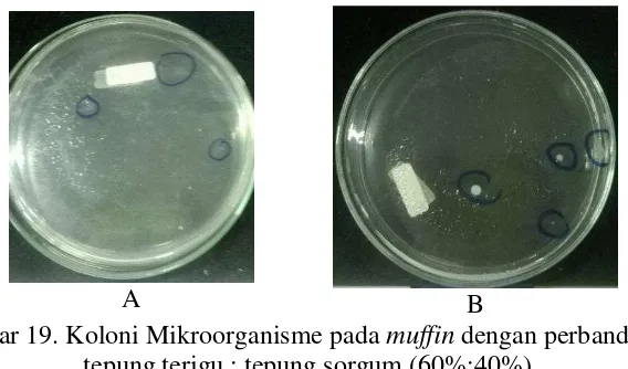 Gambar 17. Koloni Mikroorganisme pada muffin dengan perbandingan  