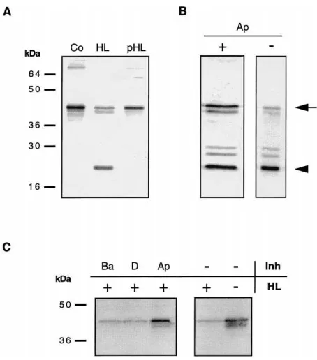 Fig. 2.l of a 40 mM p-APMSF solution (in PBS containing 10%which were neither exposed to haemolymph nor inhibitors