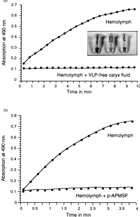 Fig. 3.Inhibition of melanogenesis. (A) Inhibition of PO activity by(dots) and an equivalent sample containing 50 mM p-APMSF (squares)were assayed for PO activity using DL-DOPA as substrate