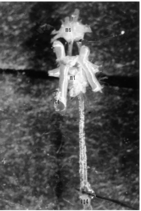 Fig. 1.Photograph of an isolated locust CNS (with its ventral tracheal supply. The isolated nerve cord contains themesothoracic (ms), metathoracic (mt) and the ﬁrst unfused abdominalganglion (ag4)