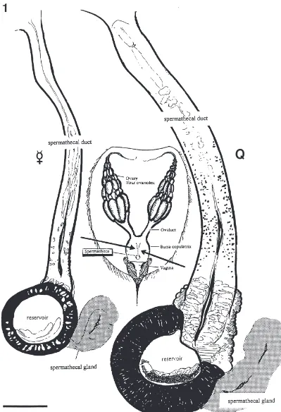 Fig. 1.Position of the spermatheca in relation to the reproductive system in the queen bumblebee and comparison of spermathecal size in workerand queen