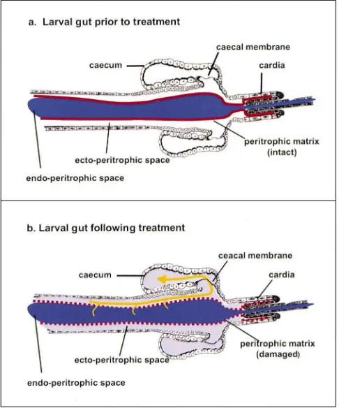 Fig. 1.Diagrammatic representation of the larval mosquito gut. (a) Dye is contained within the endoperitrophic space by the peritrophic matrix.(b) Peritrophic matrix and caecal membrane are disrupted