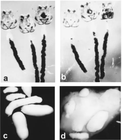 Fig. 2.Effect of chitinase on the larval and adult PM. (a) Larval PMsphotographed immediately after dissection in PBS
