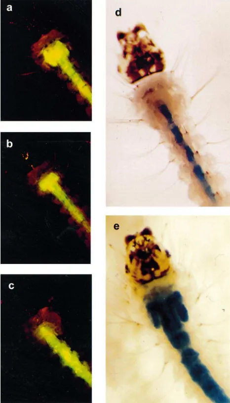 Fig. 3.Appearance ofingestion of FITC-labeled dextran particles. (a) A larva followingingestion of 4.4 kDa FITC-dextran particles