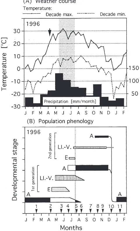 Fig. 1.Course of weather at C(49matic depiction of the population phenology ofˇ eske´ Budeˇjovice, Stromovka locality°NL, 400 m a.s.l.) during the season 1996–1997 (A), and a sche- P