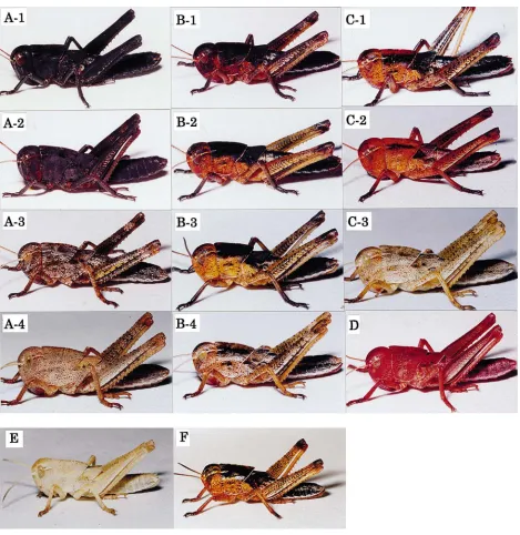 Fig. 1.Photographs showing various body colors induced in albino fourth instar nymphs of L