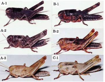 Fig. 2.Photographs showing various colors induced in albino ﬁfth instar nymphs of L. migratoria by injection of [His7]-corazonin during thethird instar