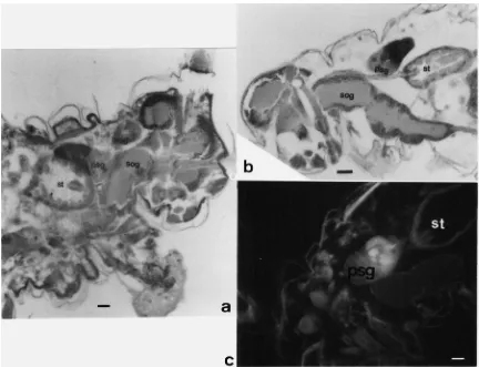 Fig. 4.Immunodetection of salivary proteins in salivary glands. Sections of whole aphids treated with anti-SP154 and horse radish peroxidaseas secondary antibody (a and b) or ﬂuorescine (c)