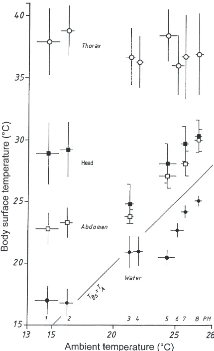 Fig. 2.Surface temperatures of head (THs), thorax (TThs) and abdo-men (TAbds) of water foragers during their stays at the water at variousambient temperatures