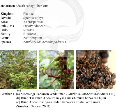 Gambar 1. (a) Morfologi Tanaman Andaliman (Zanthoxylum acanthopodium DC)
