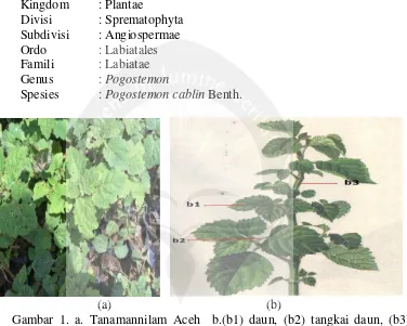 Gambar 1. a. Tanamannilam Aceh  b.(b1) daun, (b2) tangkai daun, (b3) batang (DokumentasiPribadi, 2014; China National Knowledge, 2014)